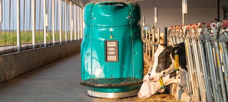 Sert Çeneler Nedir?