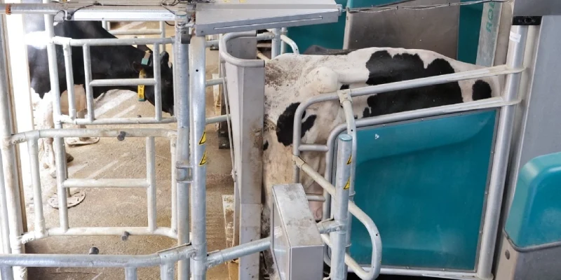 GEA R9650 Süt Sağım Robotu