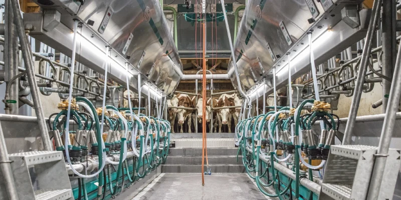 Paralel Sağımhane Sistemi